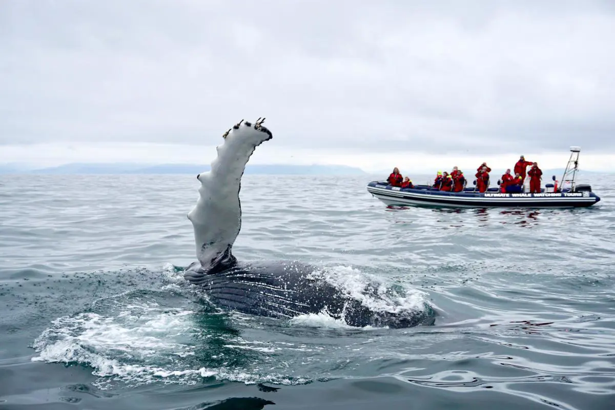 Whale